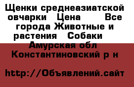 Щенки среднеазиатской овчарки › Цена ­ 1 - Все города Животные и растения » Собаки   . Амурская обл.,Константиновский р-н